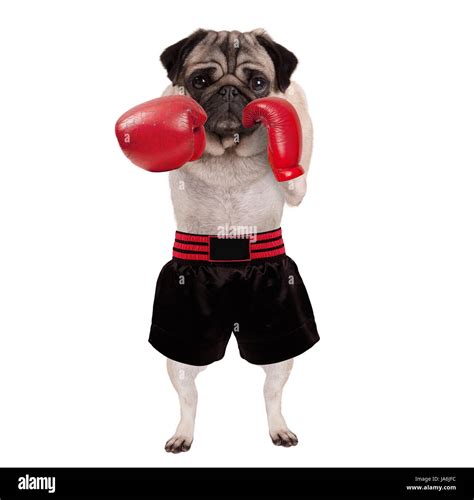 Boxers were originally used for dog fighting, and they even got their name from the way they swing their front paws, which looks similar to a boxer throwing punches