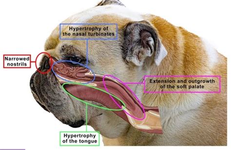  Brachycephalic Syndrome : This disorder is found in dogs with short heads, narrowed nostrils, or elongated or soft palates