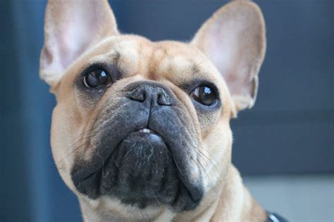  Brachycephalic and Struggle for Breath French Bulldogs with brachycephalic dogs with deformed air passages, which means that they struggle to breathe