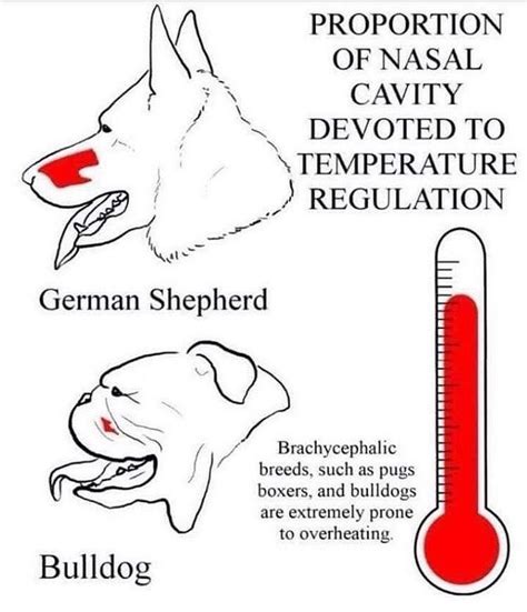  Brachycephalic breeds have a tendency to overheat