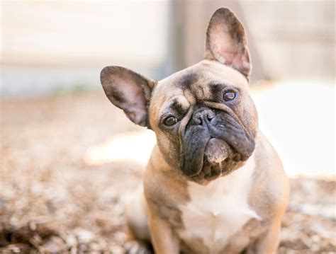  Brachycephalic breeds like English and French bulldogs have smushed faces and their famous underbite