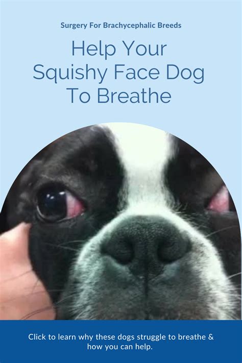  Breathing Difficulties These dogs are susceptible to Brachycephalic Airway Syndrome due to their short muzzles