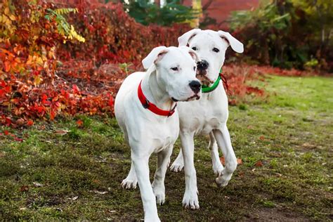  Bred to be loving companions, laboxers are delighted when they are involved in all family activities and are best suited for large families
