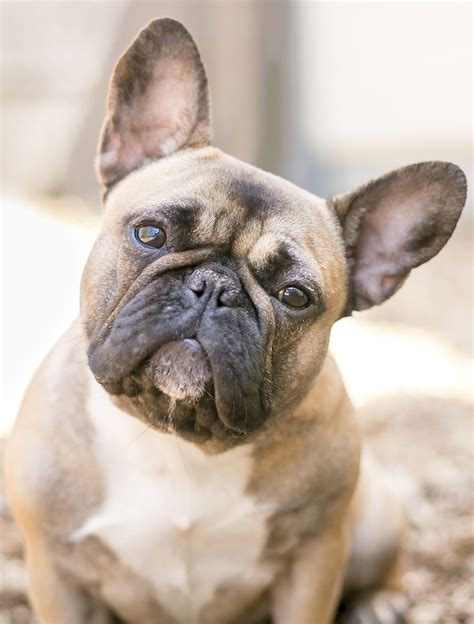  Bred to be smaller than their English Bulldog cousins, Frenchies are great companions and are easy to care for