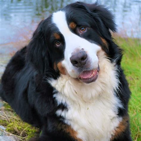  Bred to work on farms and stand guard, Bernese are great companions, giant but gentle with kids and protective of their homes