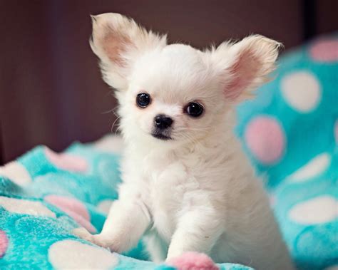  Breed: Teacup Chihuahua Puppies