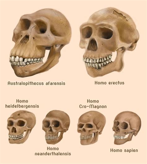  Breed Characteristics Head: The skull may range from a slightly mesocephalic skull type, being somewhat bluntly wedge-shaped as in the standard type, or it may be somewhat brachycephalic and distinctly square-shaped, as in the bully type, or the skull may fall anywhere in between
