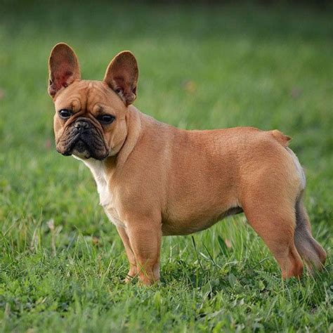  Breed Profile The French Bulldog is well behaved, adaptable, and a comfortable companion with an affectionate nature and even disposition