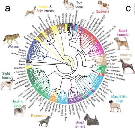  Breed of each dog is detailed in the legend above each graph