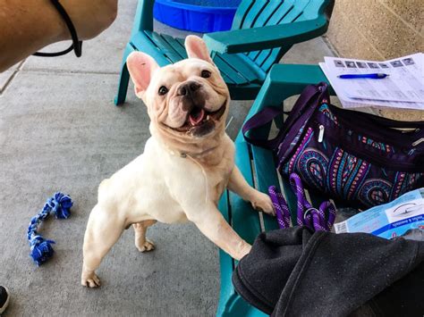  Breed-specific rescues that specialise in French Bulldogs are also out there