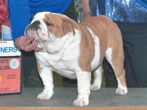  Breeder of healthy and happy bulldogs with Grand Champion bloodlines