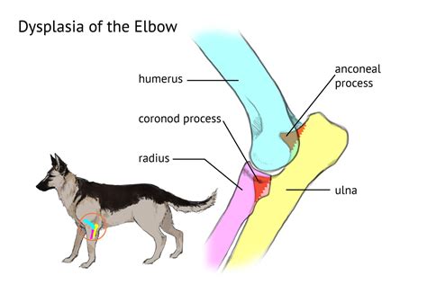  Breeders also have the option to test for Elbow Dysplasia with this screening