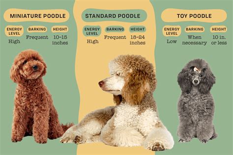  Breeders have a choice of standard, miniature, or toy poodles