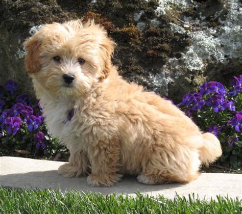  Breeders most commonly cross a toy poodle stud with a female Lhasa Apso to create Toy Lhasapoo puppies