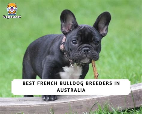  Breeders say the French Bulldog has been in Australia since the late 