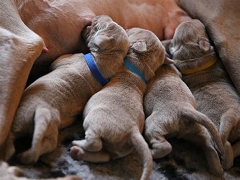  Breeders typically start to wean the puppies off their mother