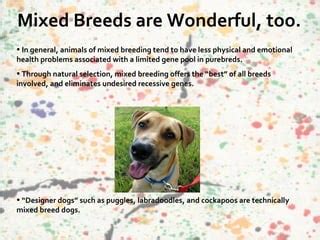  Breeders wanted to mix the two parent breeds to minimize health problems associated with purebreds and create an active, friendly companion dog
