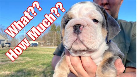  Breeders who prioritize training and socialization may include these efforts in the overall cost of the English Bulldog
