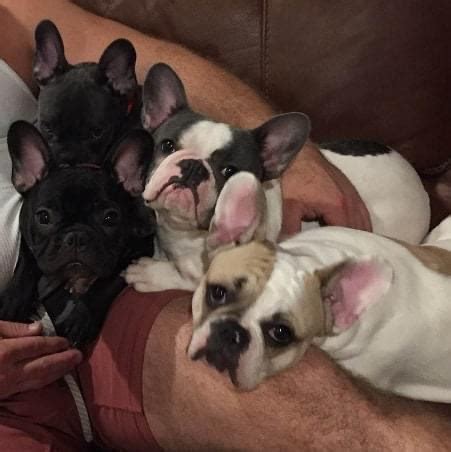  Breeding Frenchies is a lot of work! It requires a lot of time, effort, and money to breed happy and healthy Frenchies