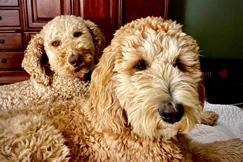  Breeding Goldendoodles will entail devoting time to acquiring in-depth knowledge about the breed, including genetic testing and the standards established by the Goldendoodle Association of North America GANA