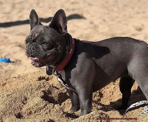  Breeding Problems The other big problem is that Frenchies are extremely hard to breed