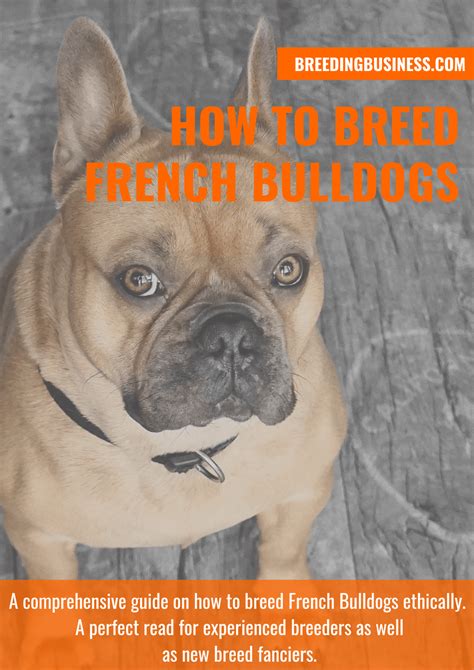  Breeding The French and English bulldog started out as the same breed