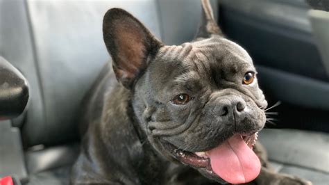  Breeding a French Bulldog on her first heat exposes her to: Stunted growth Premature aging Complications during pregnancy and birth Even when a French Bulldog has had multiple litters, you should only breed her after two years