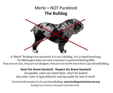  Breeding to the breed standard and protecting the Bulldog breed is why we breed Bulldogs