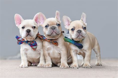  Breeds The link has been copied! French Bulldogs have become increasingly popular as companion pets due to their adorable appearance and friendly nature