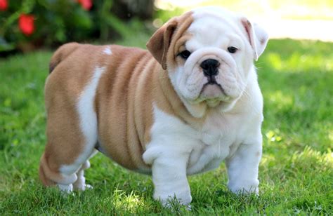 Breeds in Miami The English bulldog puppies, the most sold dog! Characteristics of English bulldog puppies are their adorable wrinkled face, short legs, and muscular body
