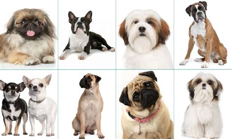  Breeds with such flat noses are called brachycephalic dogs