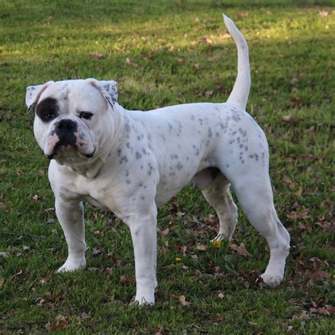  Bridge Creek Bulldogs is also striving to produce excellent family companions; dogs that are very loyal, obedient and affectionate with their families