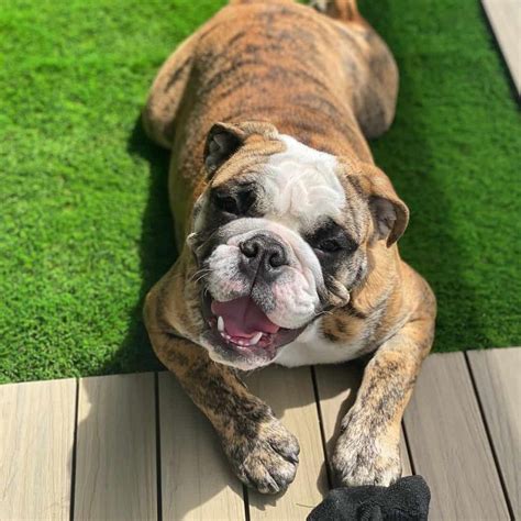  Brindle English Bulldogs exhibit stripes of a different color within the main color of their coat