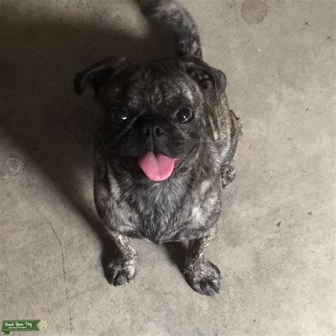  Brindle Pugs cannot enter shows in the American Kennel Club