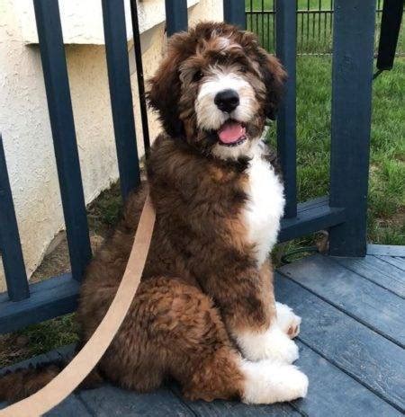  Bring home an adorable new member of the family today when you decide to adopt a Bernedoodle with us