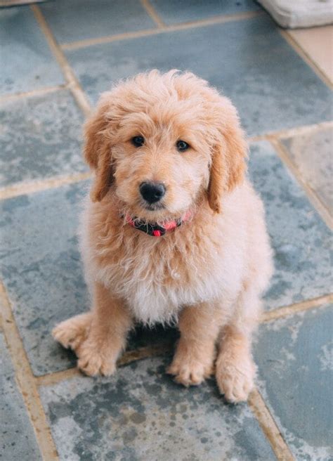  Bringing a Goldendoodle puppy into your life is a decision that comes with both financial and emotional considerations