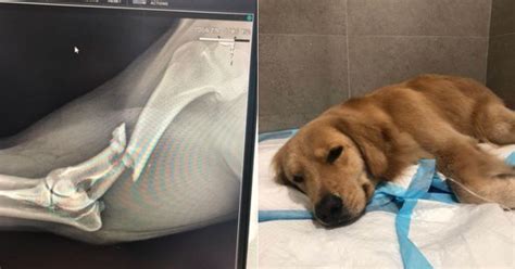  Broken Leg If your Golden Retriever is in an accident and sustains an injury or trauma, they may have broken bones