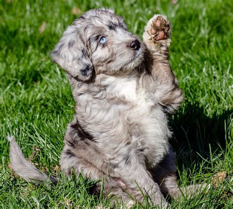  Browse adorable Aussiedoodle puppies from ethical breeders