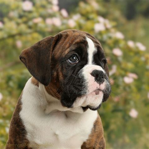  Browse and find Boxer Puppies today, on the UK