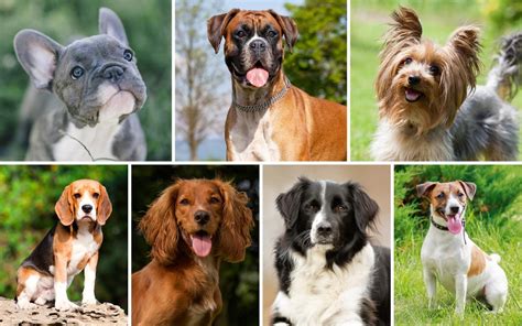  Browse our different breeds