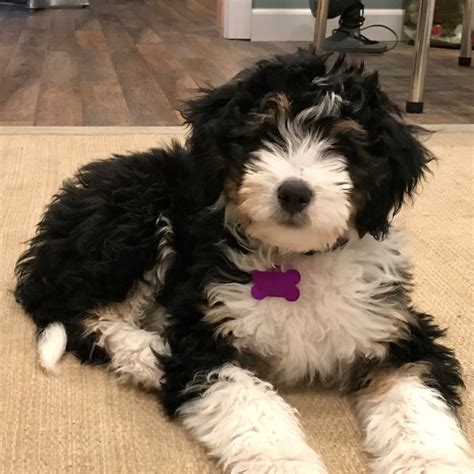  Browse our website to see photos of Bernedoodle puppies for sale