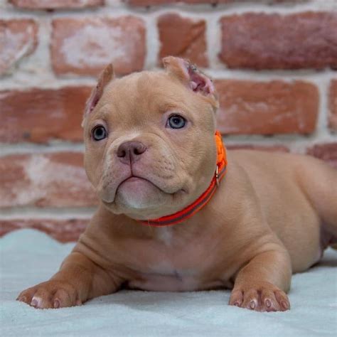  Browse search results for american bully Pets and Animals for sale in New York
