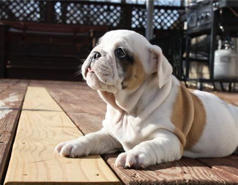  Browse search results for english bulldog puppies for sale in Akron, OH