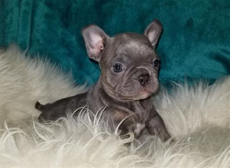  Browse search results for frenchton puppies Pets and Animals for sale in North Carolina