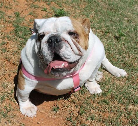  Browse these English Bulldog rescues and shelters below