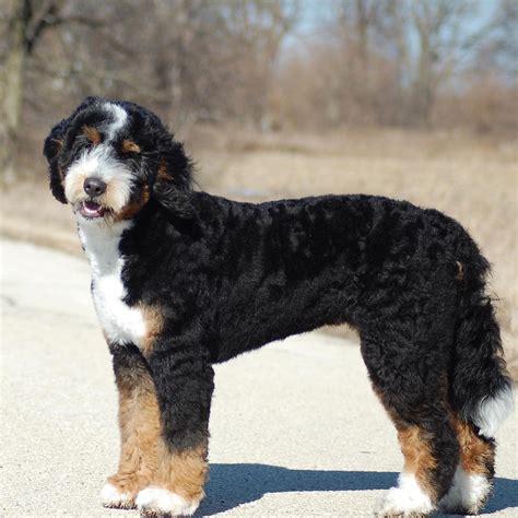  Browse through our available Bernedoodle pups today! Our breeding program follows all the highest standards, ensuring all our puppies grow into healthy and happy dogs