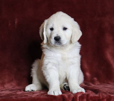  Browse thru english cream golden retriever puppies for sale in michigan, usa area listings on puppyfinder