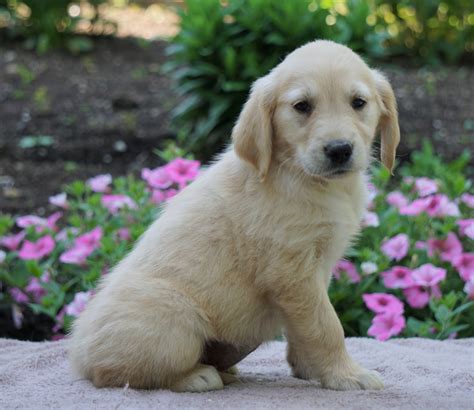  Browse thru our ID Verified puppy for sale listings to find your perfect puppy in your area