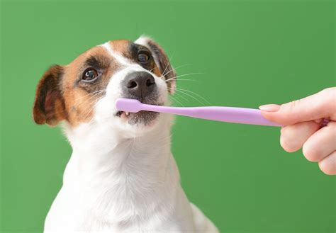  Brush : Start brushing your puppy in the first few days so they get used to it