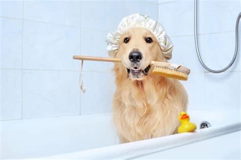 Brush your dog in between bath times